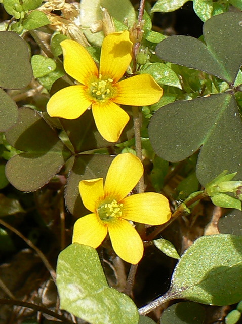 Oxalis corniculata / Acetosella dei campi